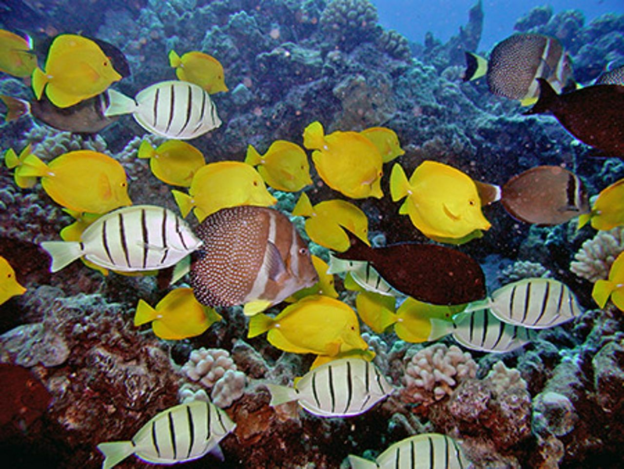 Dive Kauai Scuba Center